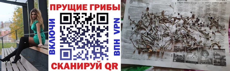 закладки  Ишим  Галлюциногенные грибы Psilocybine cubensis 